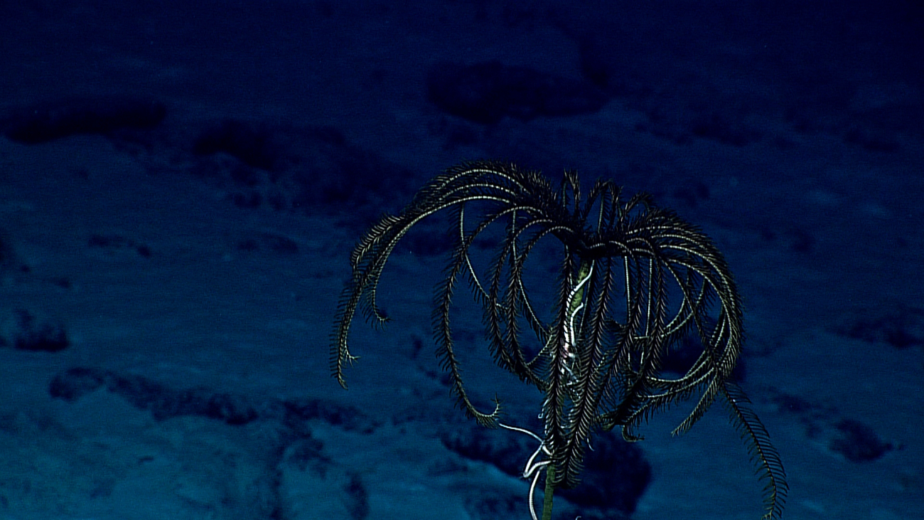 A black feather star crinoid at the top of a dead coral branch