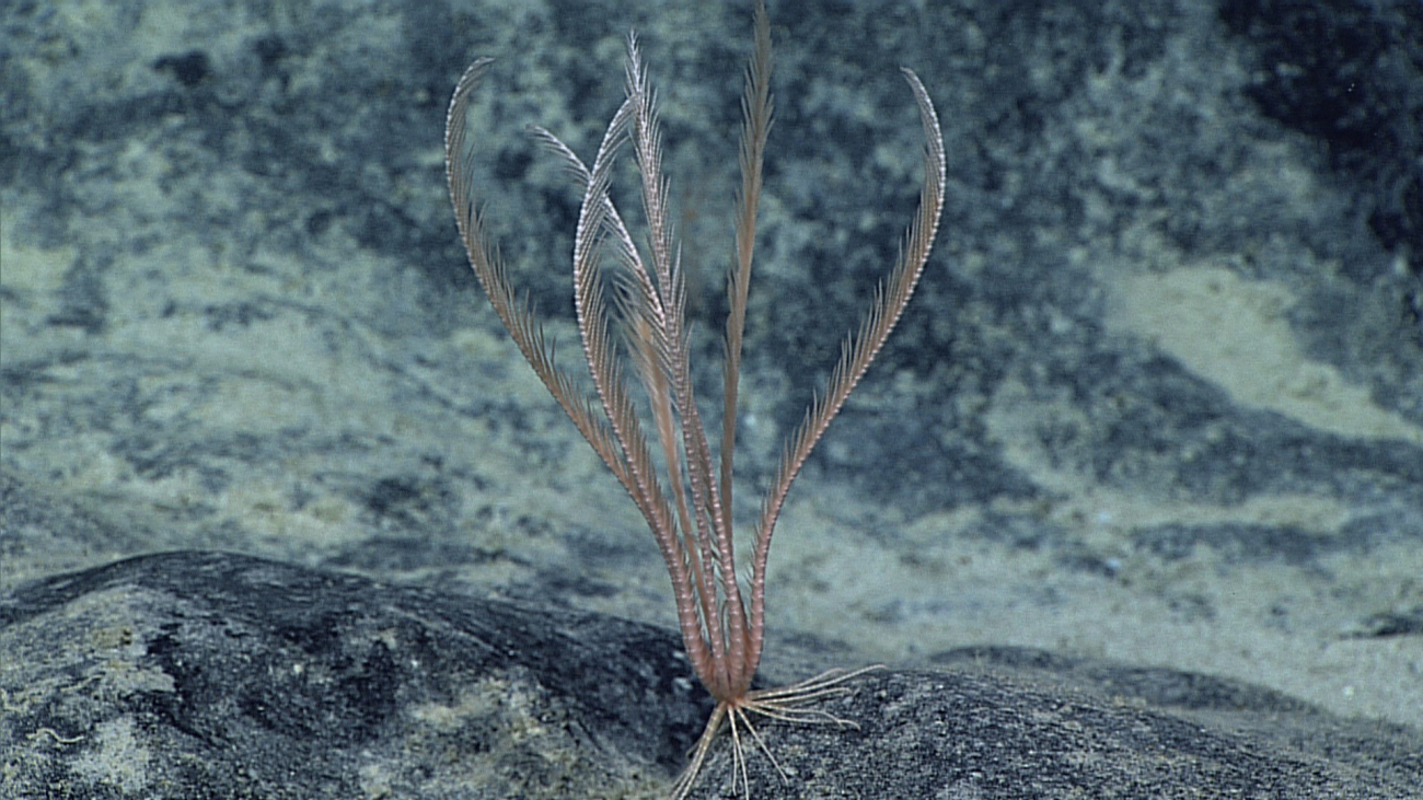 A pinkish white feather star crinoid with its legs fully in view