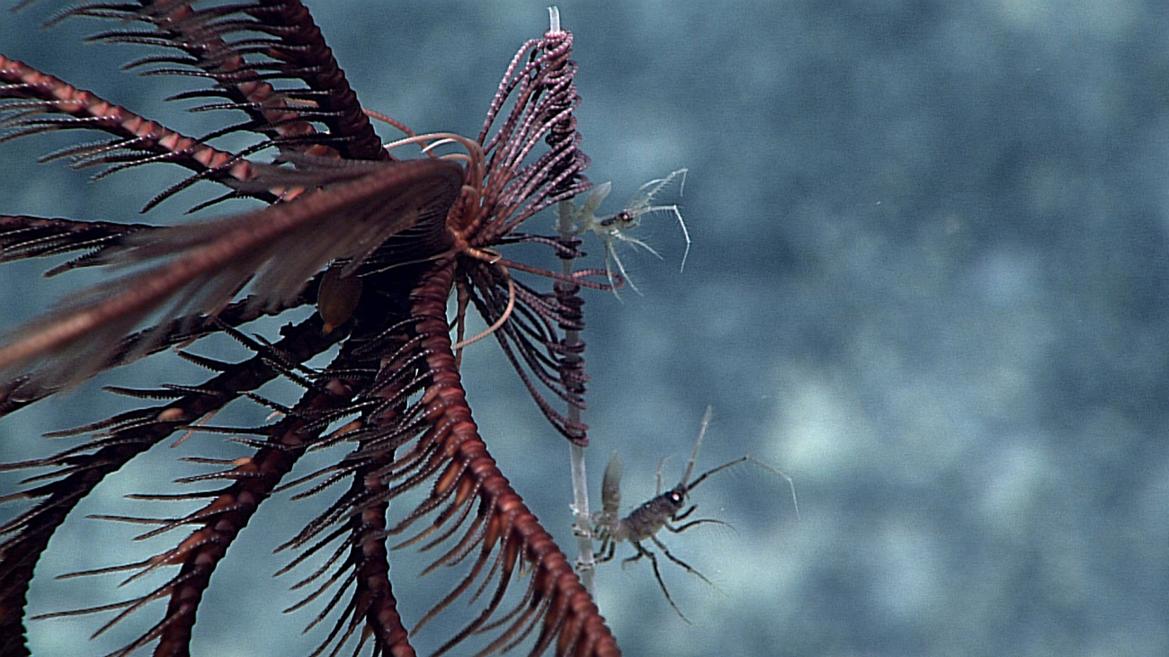 Closeup of the legs of the feather star crinoid in image expn4594 and the twosmall crustaceans