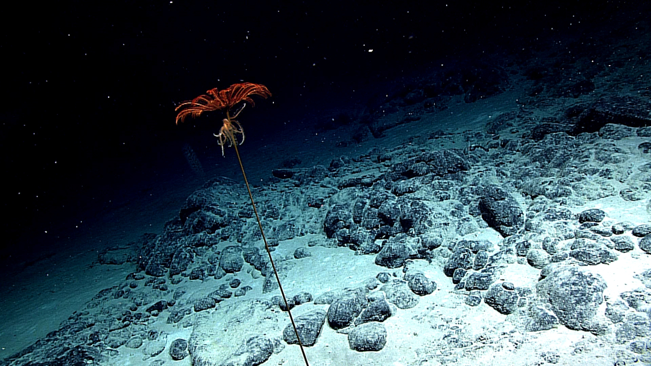 A reddish stalked sea lily crinoid with an associated brittle star just belowits top
