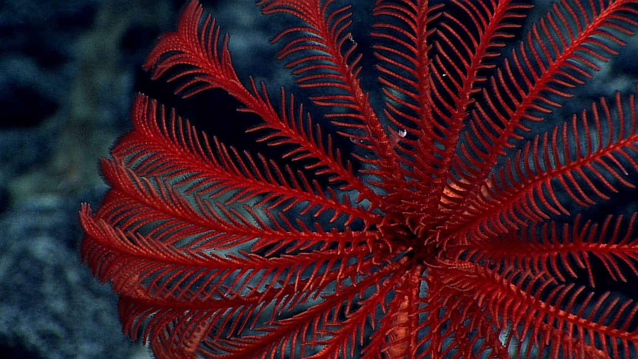 Mouth of a large red sea lily stalked crinoid