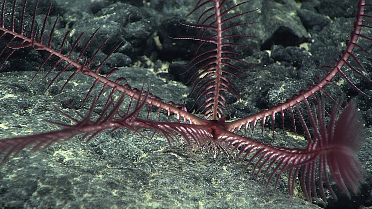 Looking straight down on the mouth area of a feather star crinoid