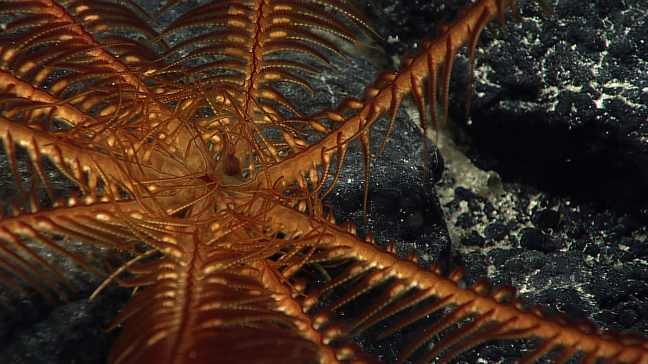 Closeup of mouth area of orange feather star crinoid seen in image expn4607