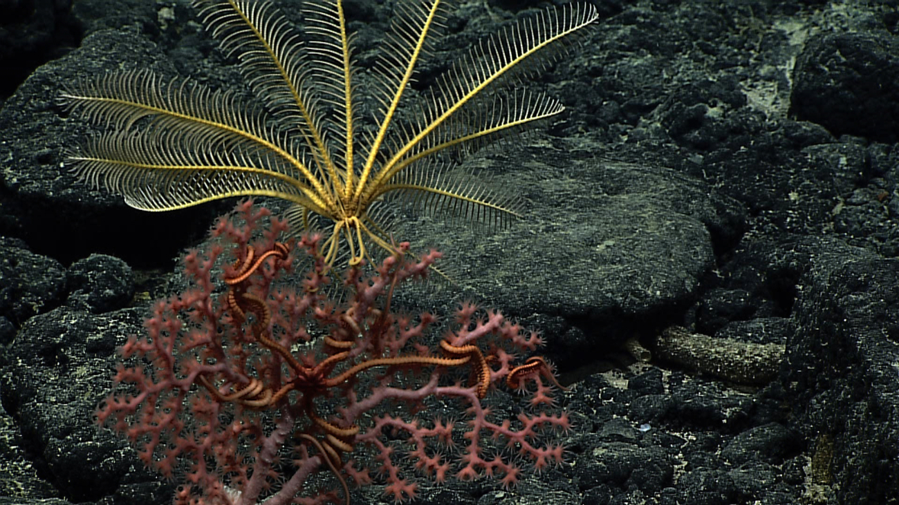 A yellow feather star crinoid on a pink corallium with polyps extended