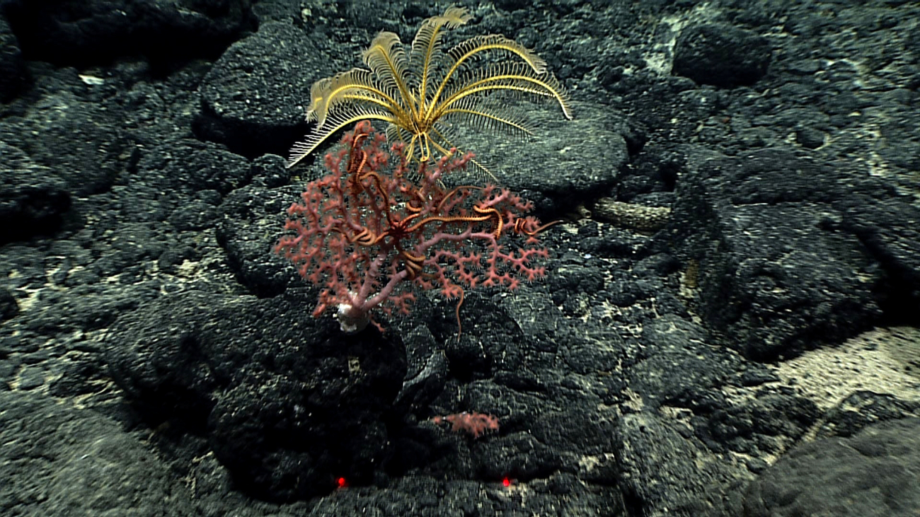 The yellow feather star crinoid on a pink corallium with polyps extended thatis seen in image expn4609