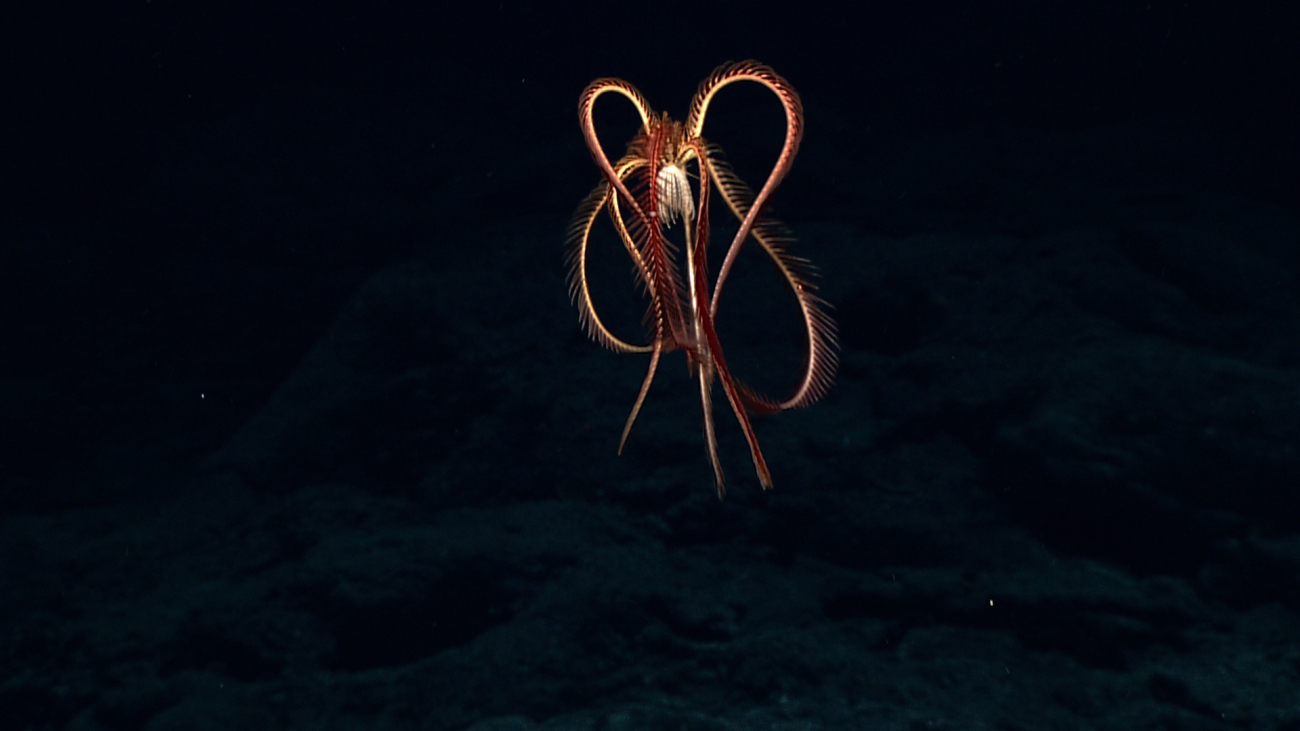 A swimming feather star crinoid