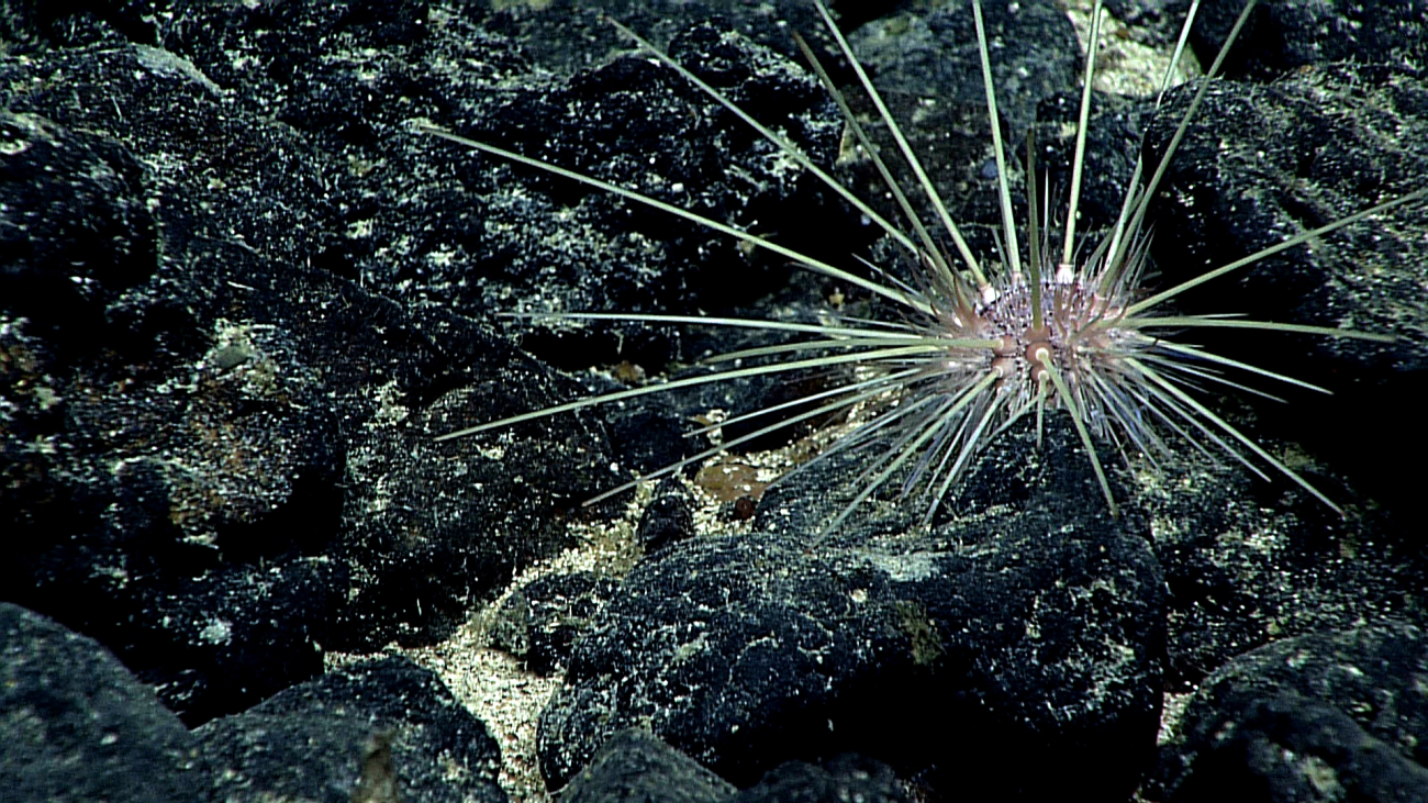 A pink sea urchin with long thin white spines