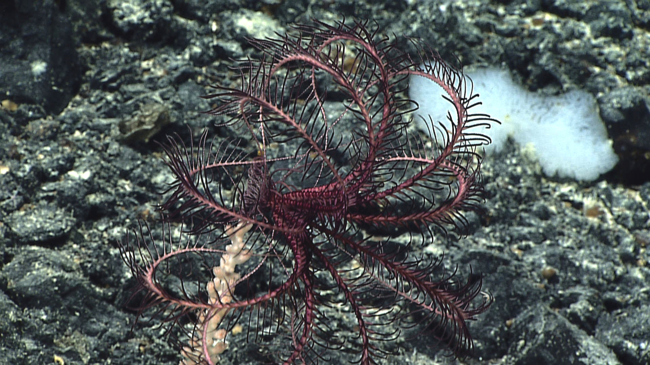 A purple feather star crinoid that is situated at the very tip of a bamboo whipcoral