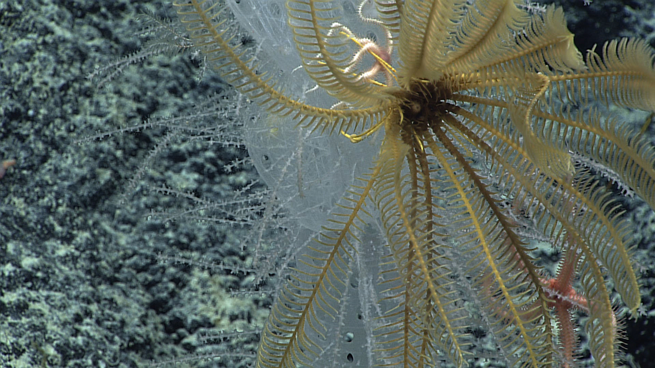 A yellow feather star crinoid and pink and white brittle stars associated with aglass sponge