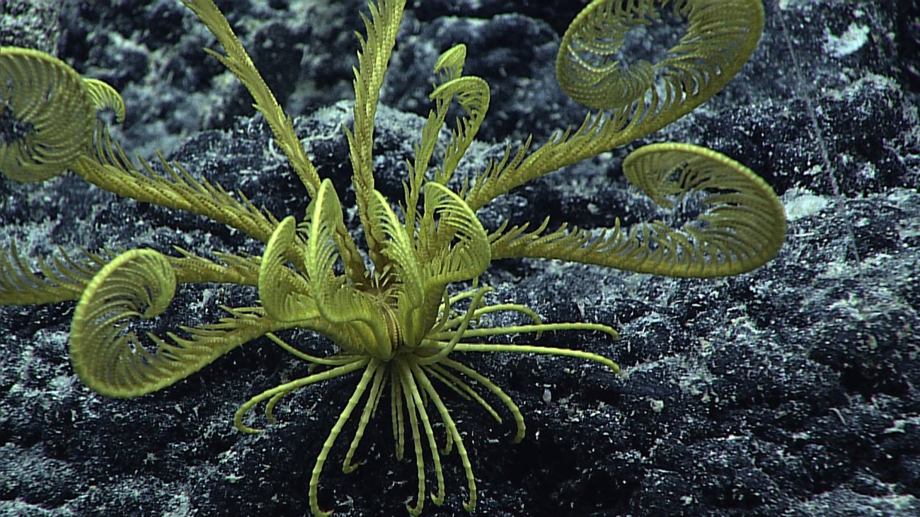 A yellow feather star crinoid in a beautiful symmetrical posture