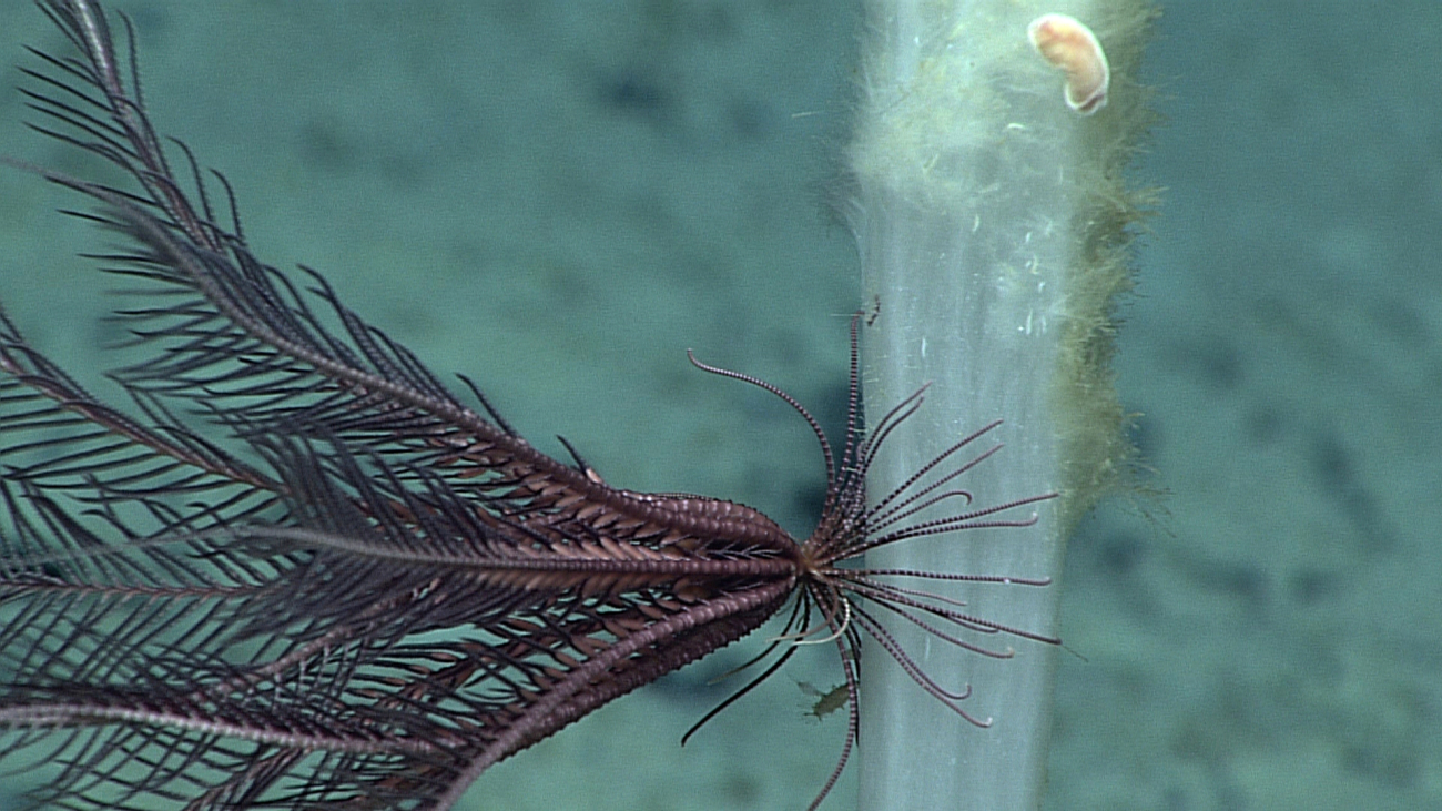 Closeup of a purple feather star crinoid that appears to be crawling to the topof a broken sponge stalk