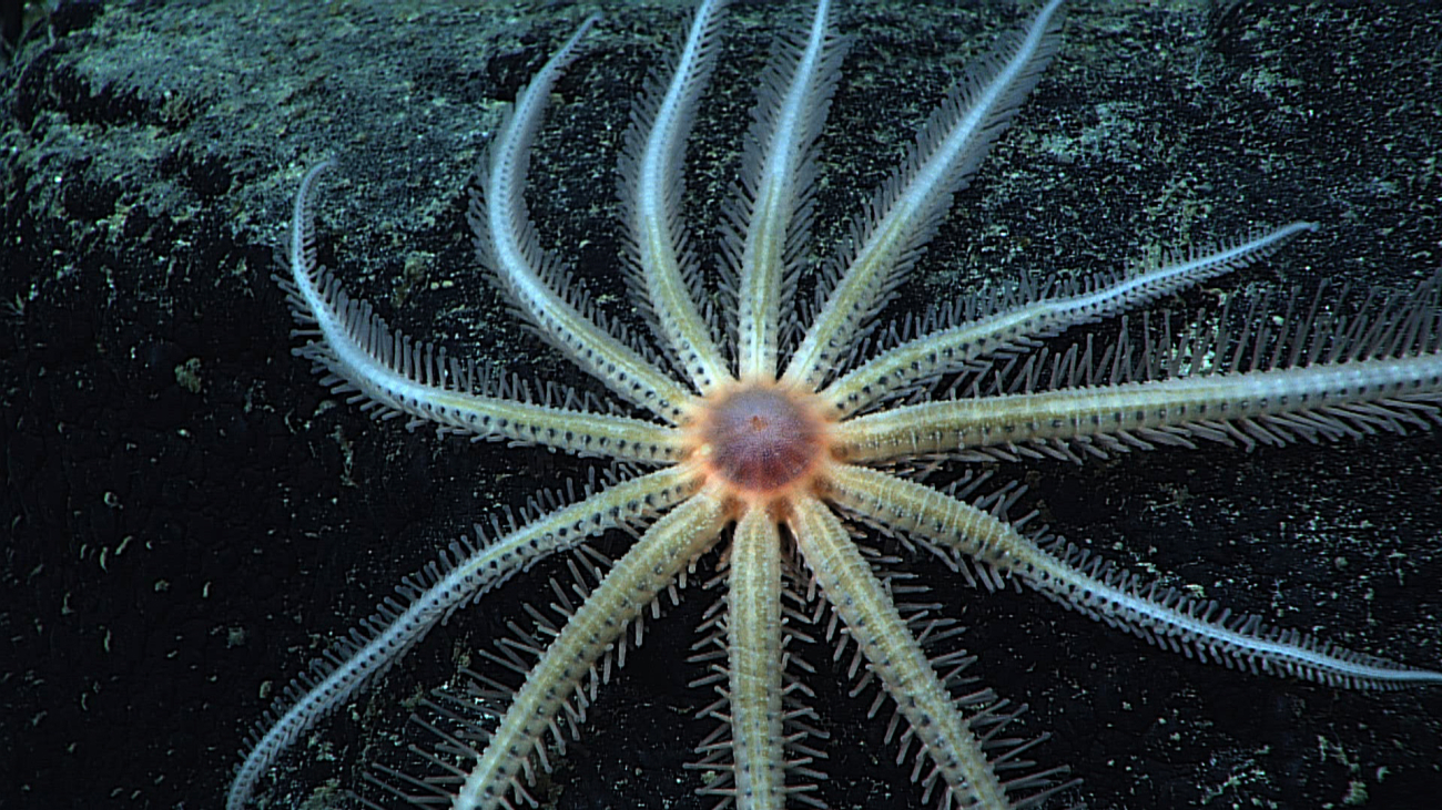 Closeup of white brisingid starfish seen in image expn4638