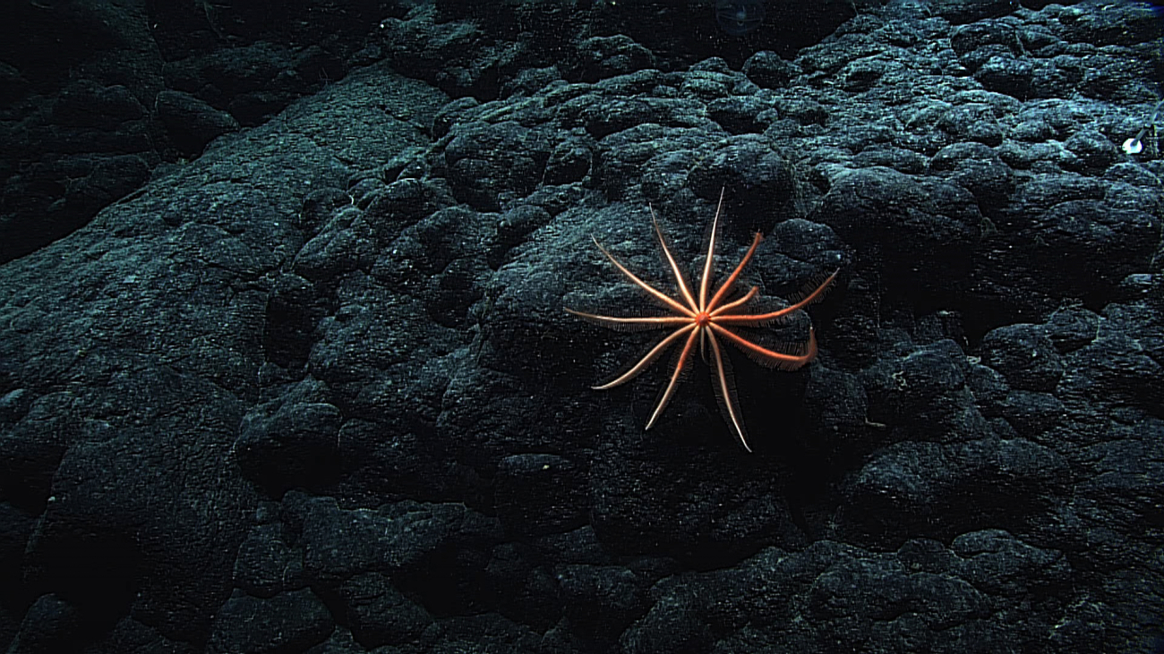 Red brisingid starfish on black rock surface with two regenerating legs