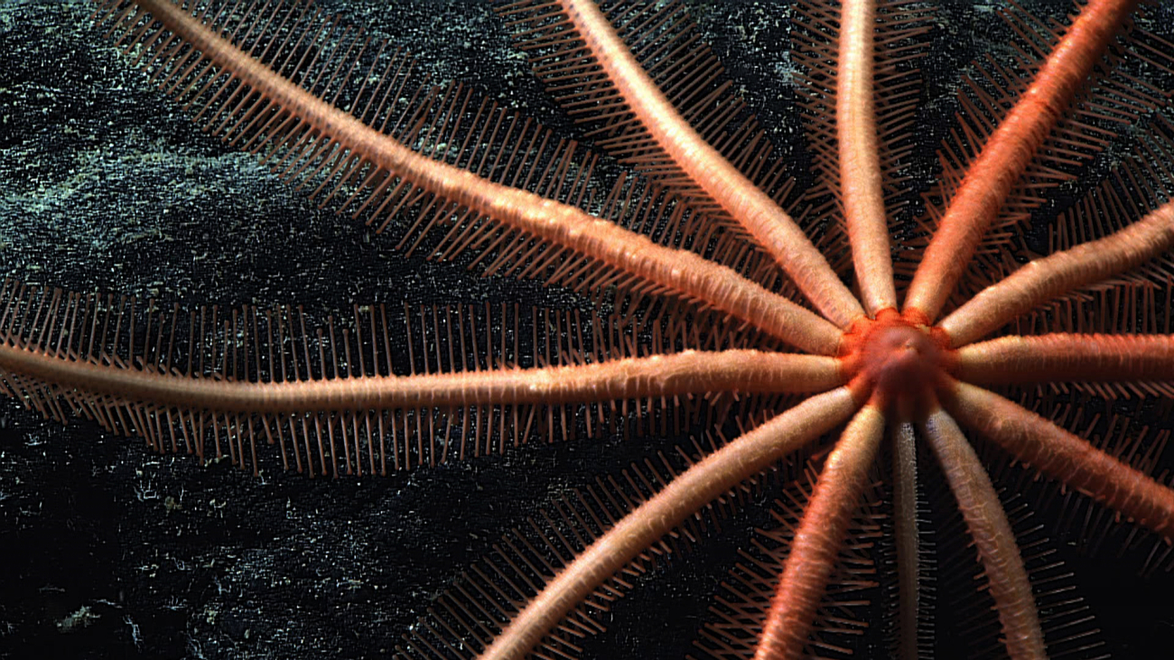Closeup of the central disk area of the red brisingid starfish seen in imageexpn4640