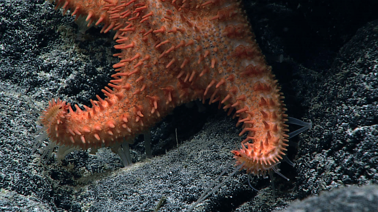 Closeup of the tube feet of the starfish seen in image expn4642 -Hippasteria muscipula