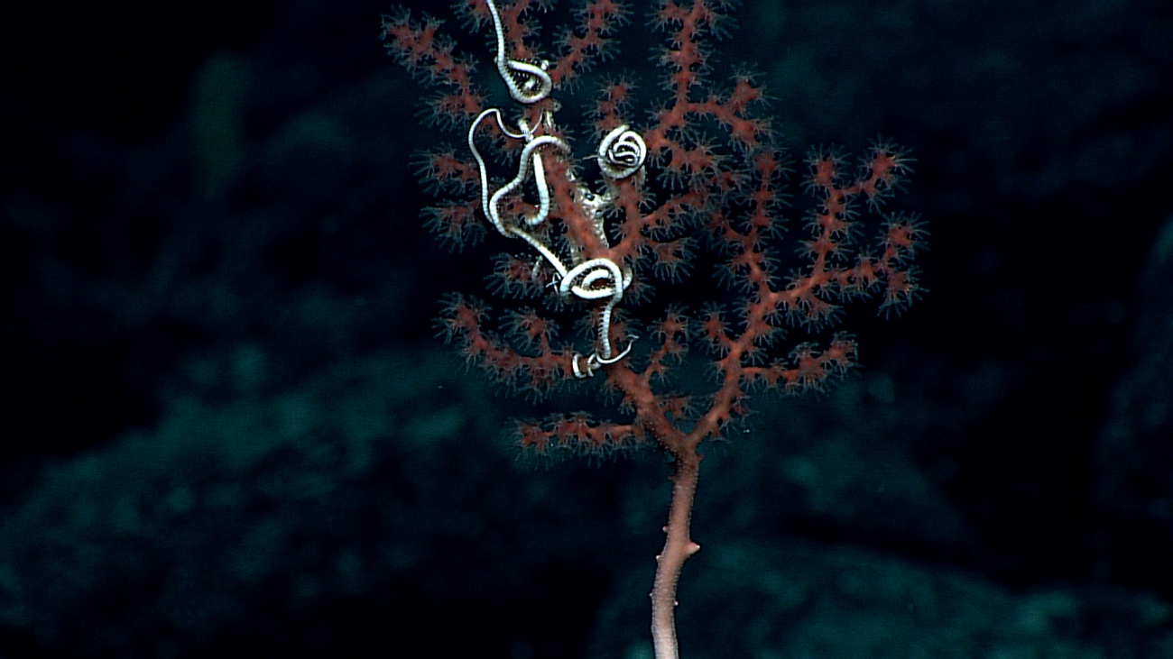 A large white brittle star entwined in a red corallium bush