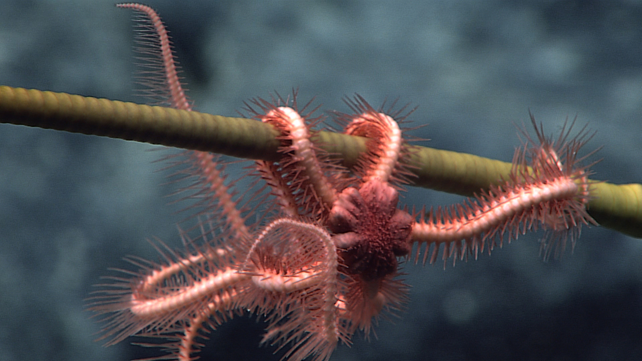A pinkish-orange brittle star on the stalk of a sea lily crinoid
