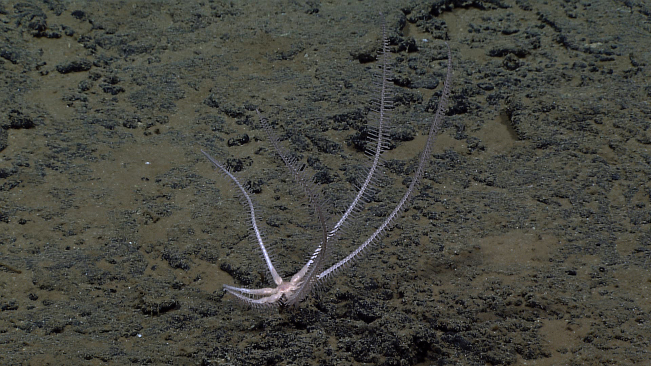 White six-legged starfish seen in image expn4650