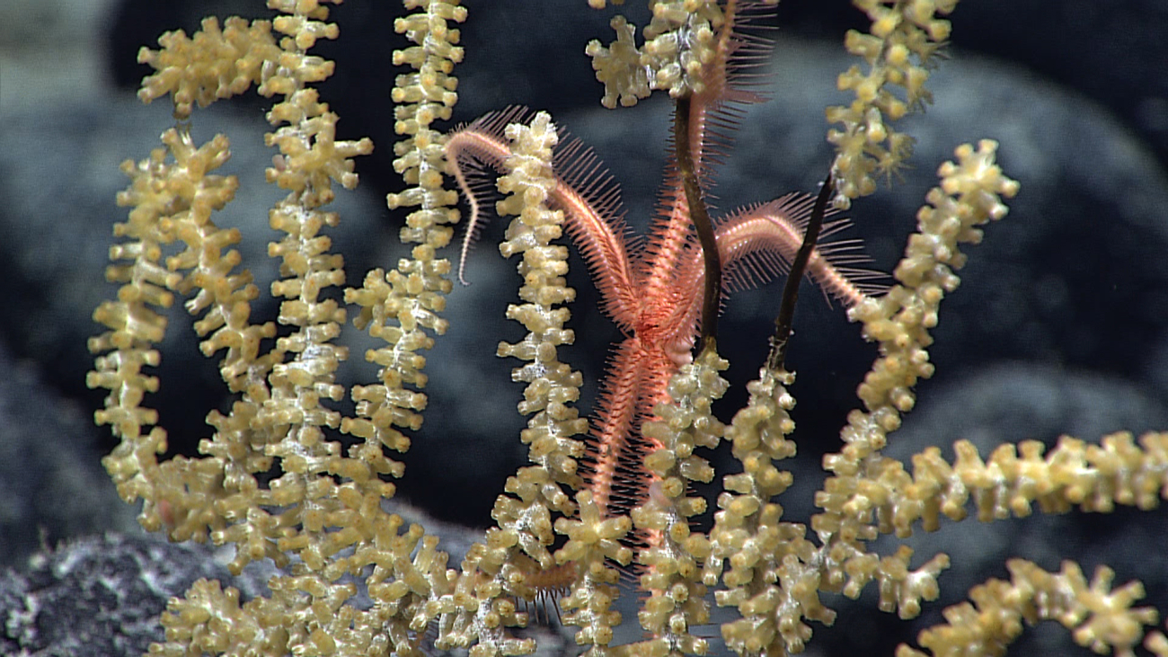 Orange brittle star on a yellow-brown octocoral