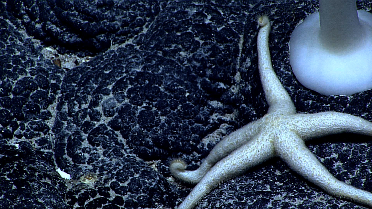 A white five-legged starfish with relatively small tube feet