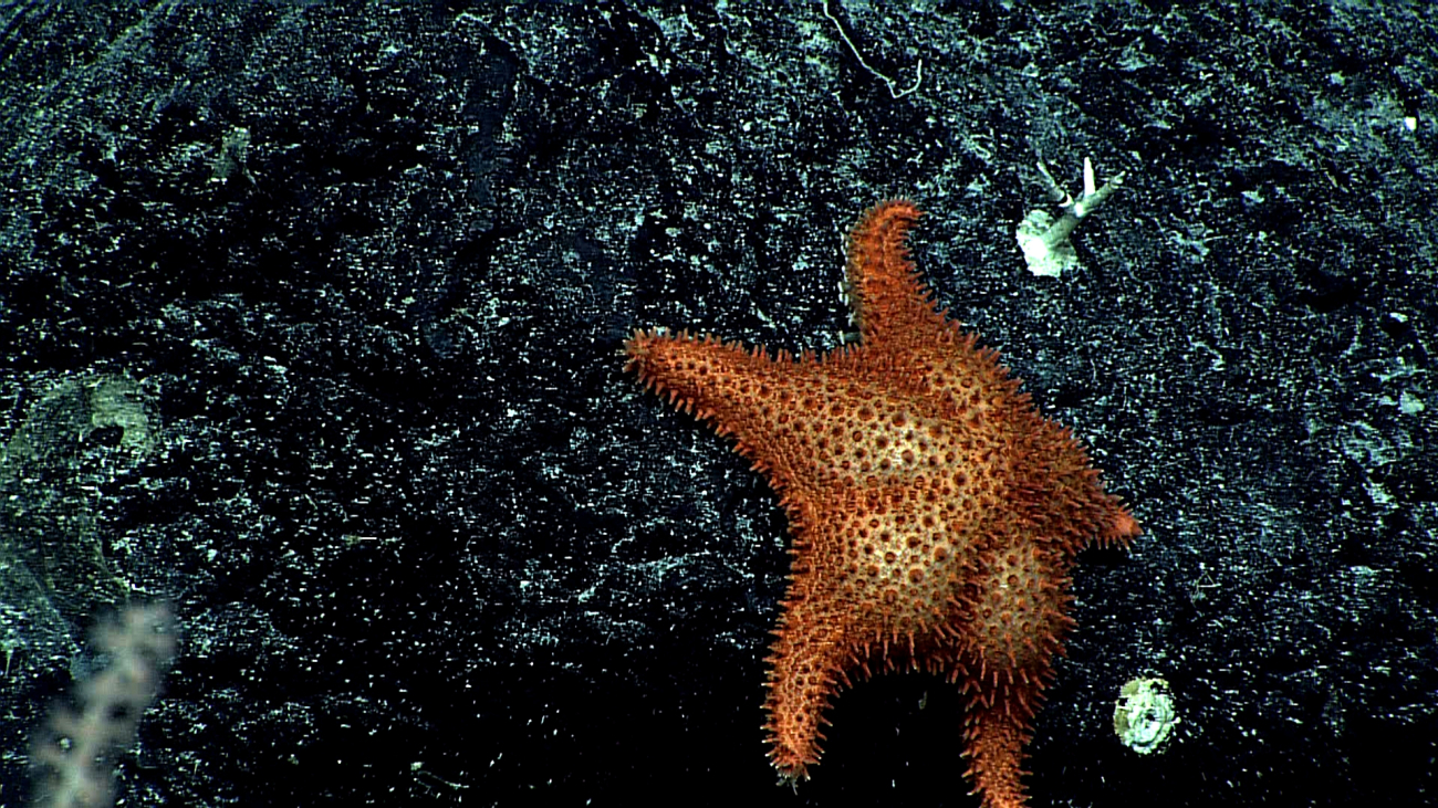 Orange starfish of the same species as that seen in images expn4642and expn4643