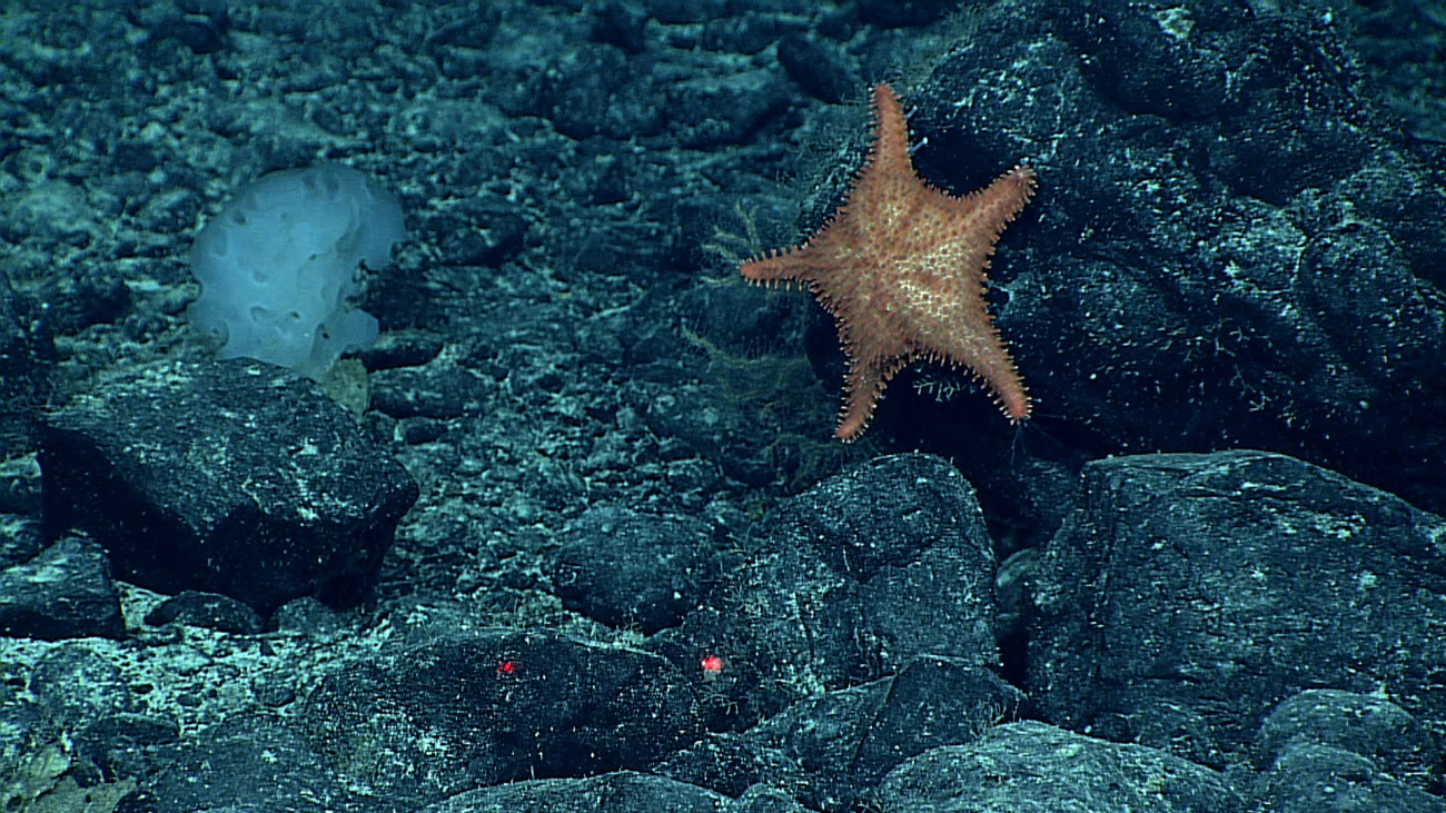 An orange five-armed starfish that appears to be about 10 to 15 centimers indiameter