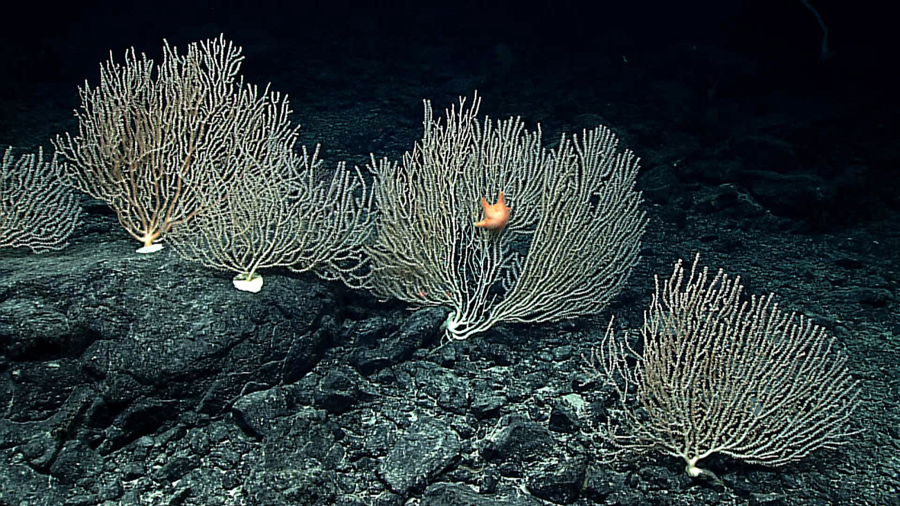 A robust five-armed orange starfish feeding on bamboo coral