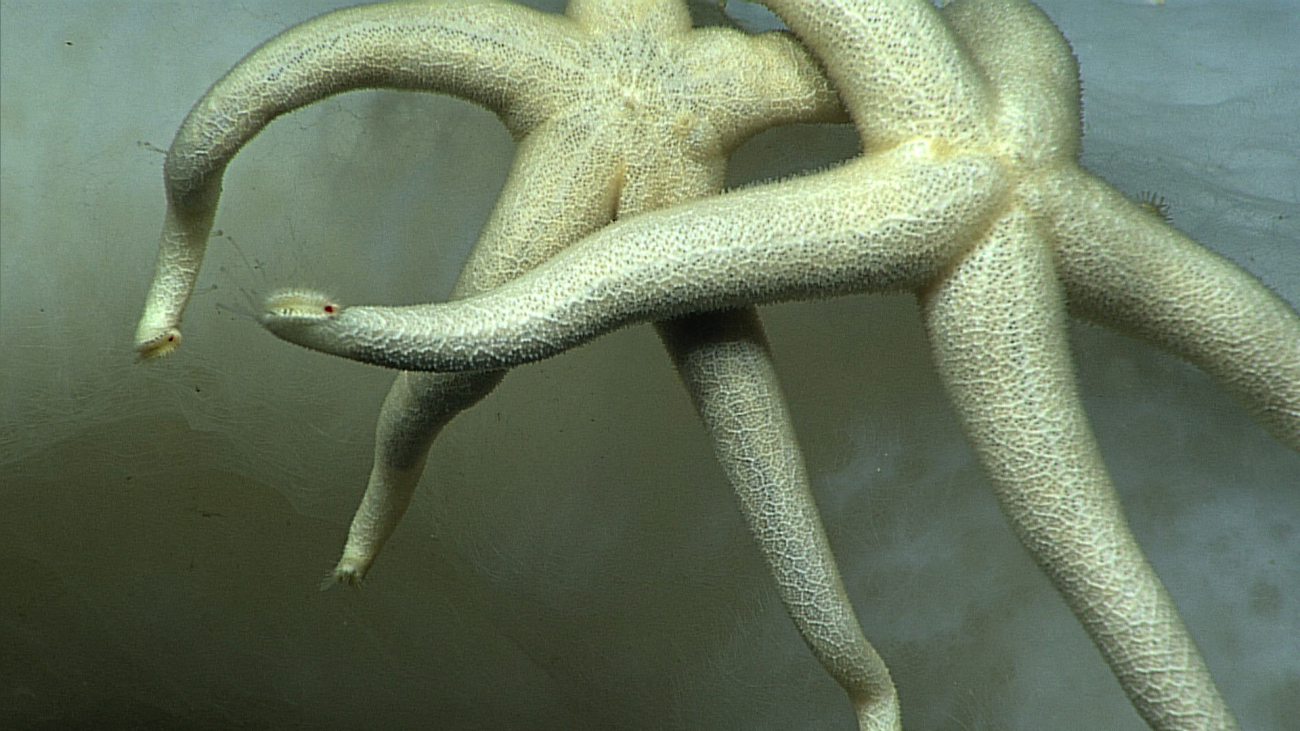 Closeup of the two white starfish with one on top of the other that are seen inimage expn4677
