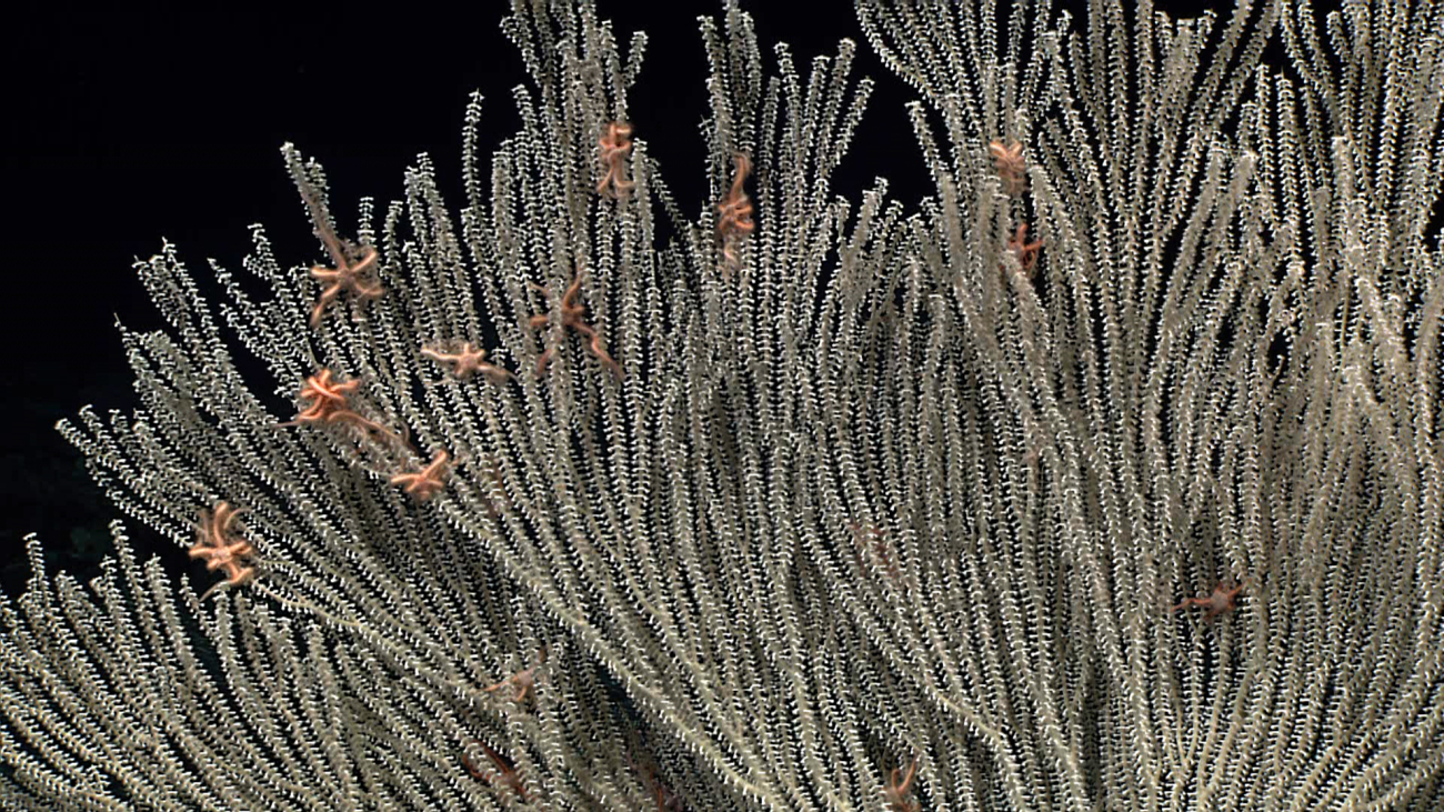 Numerous small brittle stars in the upper branches of a large primnoid coral