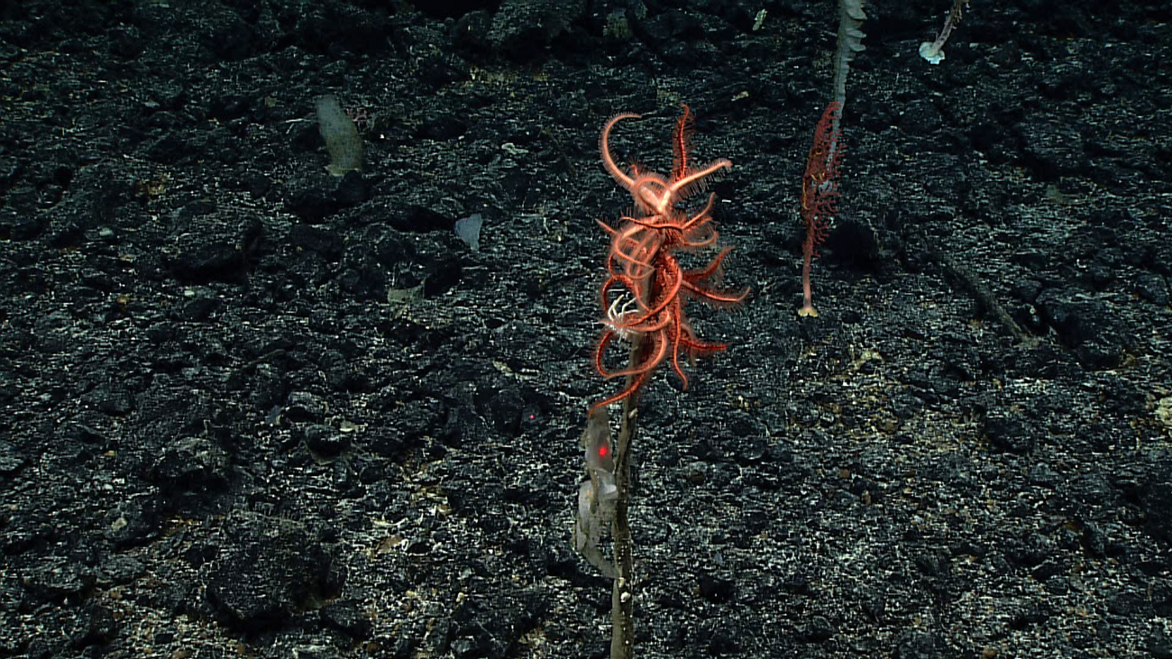 Orange brisingid starfish intertwined near the top of dying stalked sponge