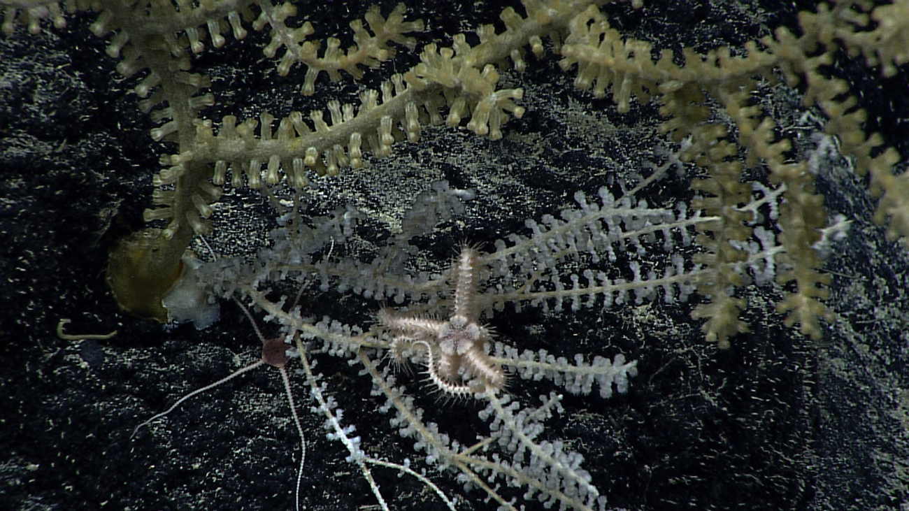 Two different brittle stars are seen in this image - a white one with a whitedisk on the primnoid coral and a bottom dwelling species with long white legsand a brown pentagonal central disk