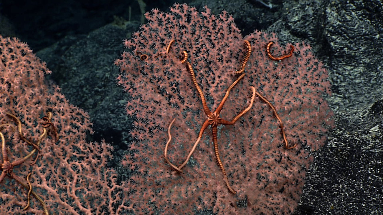 Pink corallium bushes with white polyps protruding and intertwined commensalbrittle stars