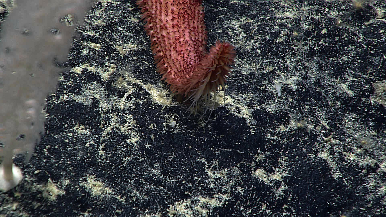 Tubular feet of starfish seen in images expn4691 and expn4692