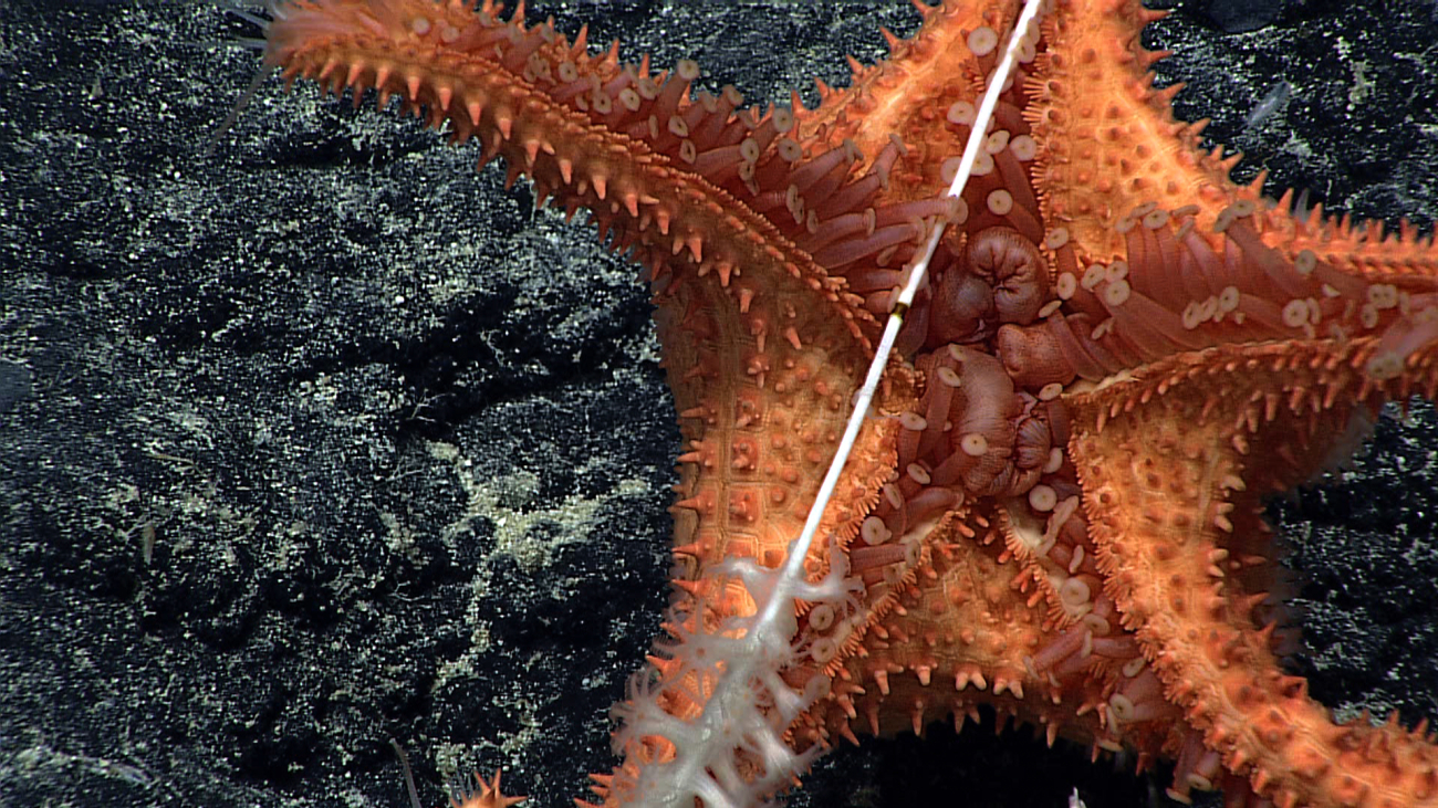 Underside of a sea star feeding on a bamboo coral