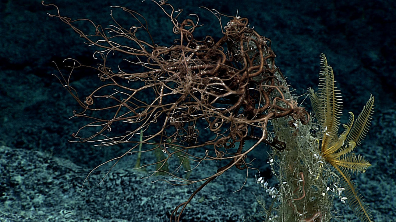 Basket star and yellow feather star crinoid on dead sponge