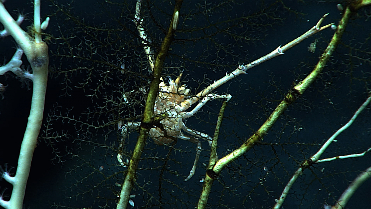 A whitish orange squat lobster on a dead  bamboo coral covered by hydroidbushes