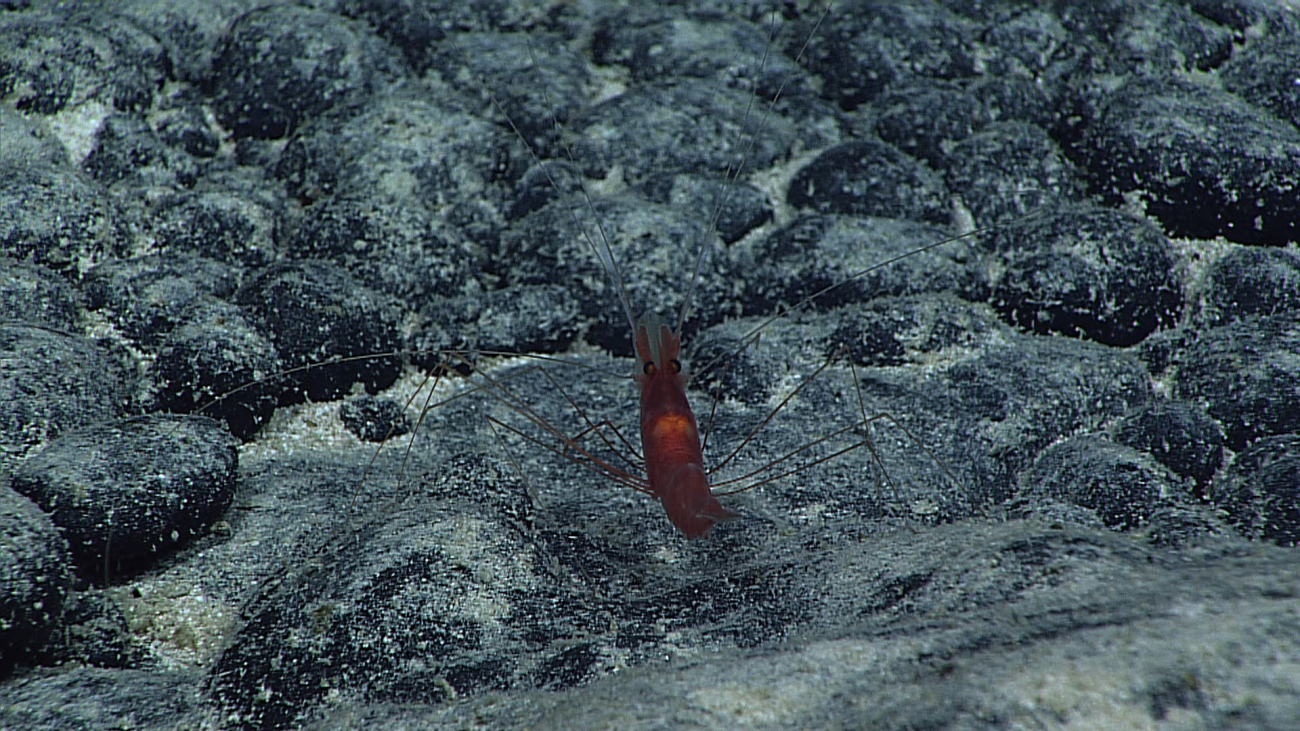 A red shrimp on black rock surface