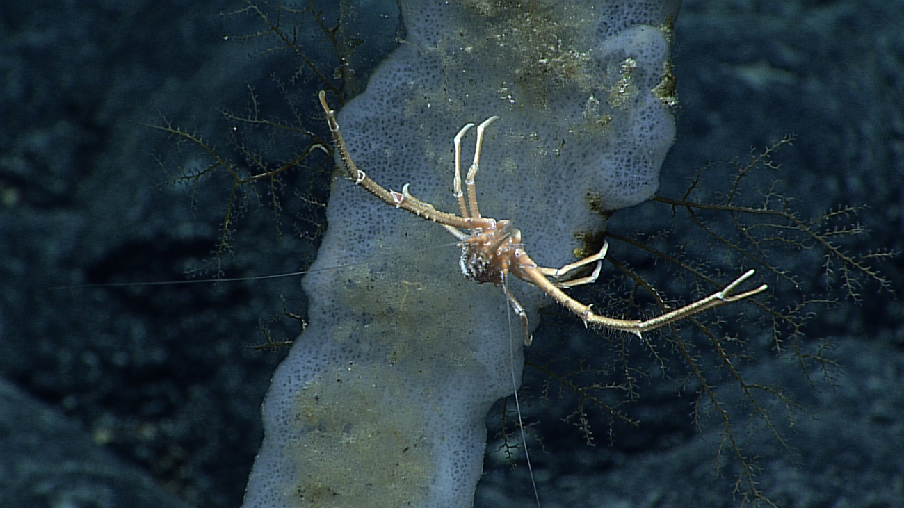 An orange and white squat lobster seemingly suspended in space but attached tosponge and small hydroid bushes