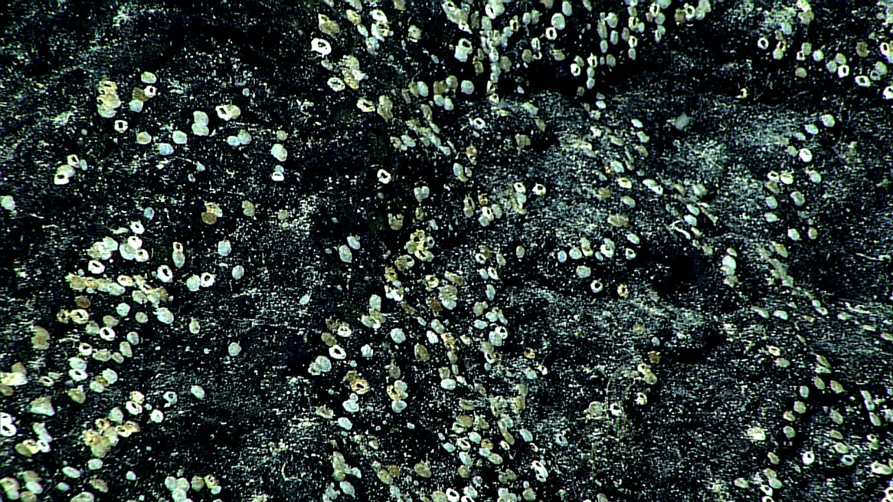 Rock surface covered with barnacles