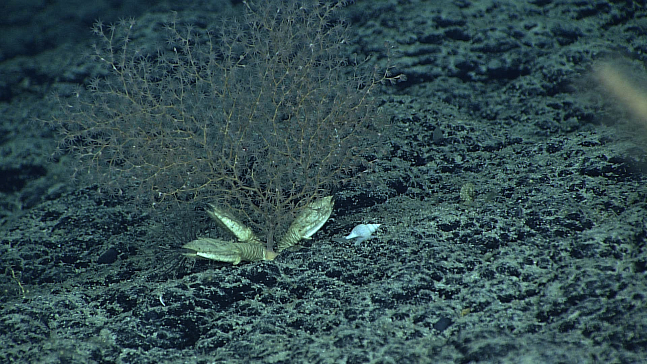 Gooseneck barnacles near the base of a chrysogorgid coral bush