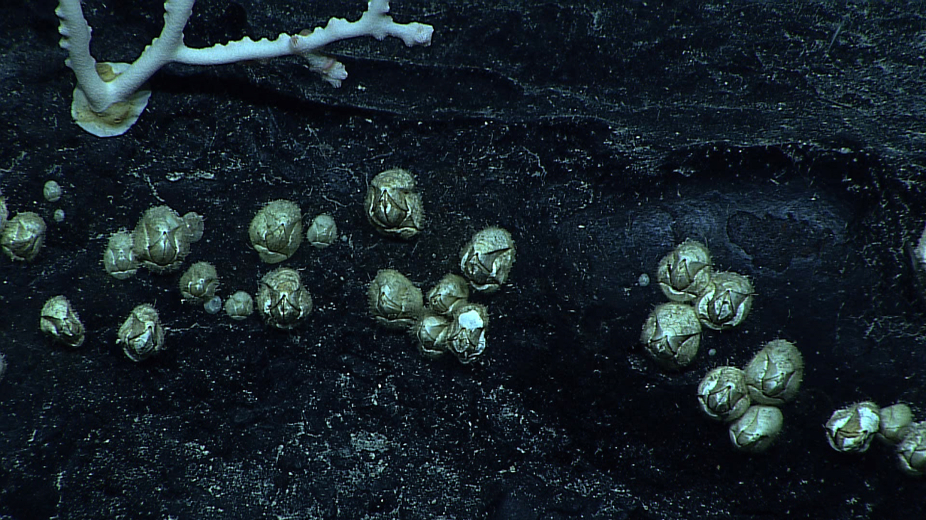 Numerous small barnacles without cirri extended