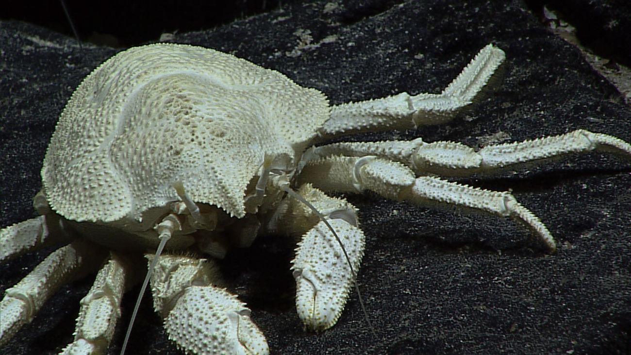 A white crab with orange eyes that are barely visible