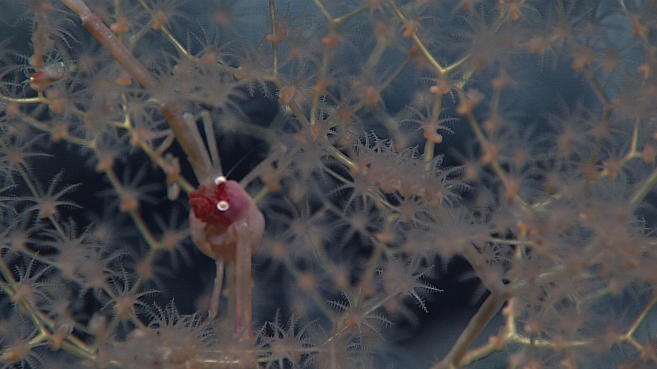 Pink squat lobster with red face and orange eyes in metallogorgid coral bush