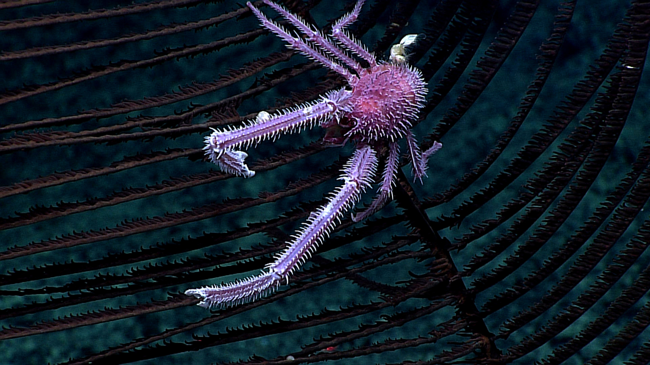 A purple spiky squat lobster on a black black coral bush