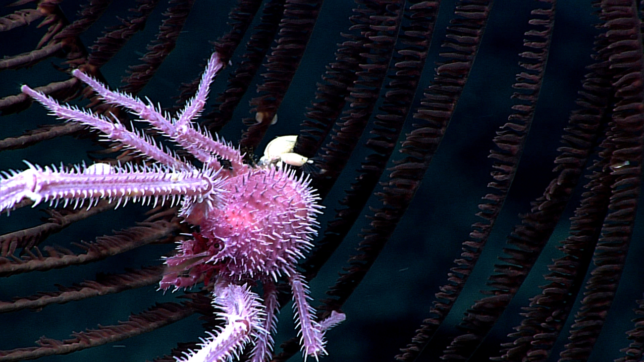 A purple spiky squat lobster on a black black coral bush