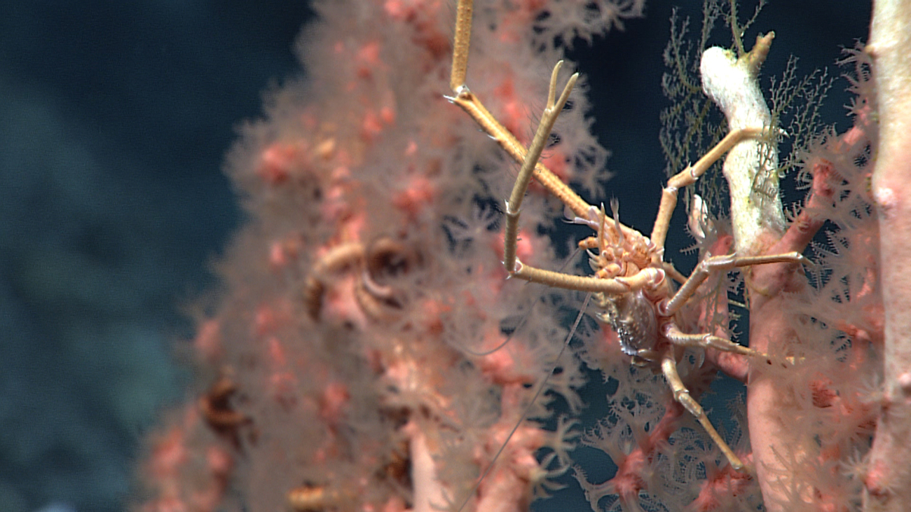An orange white squat lobster with chelae extended on a corallium bush