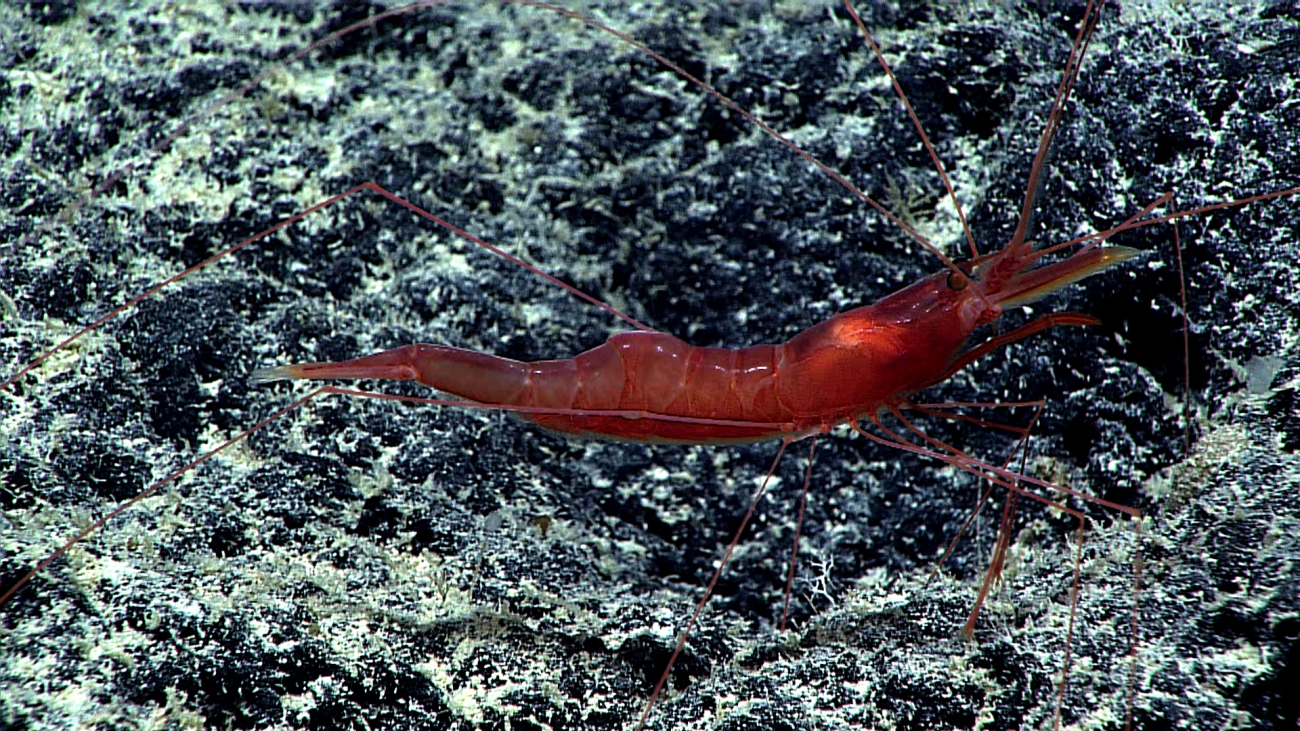 A red shrimp with spindly legs on a lightly sedimented black rock surface