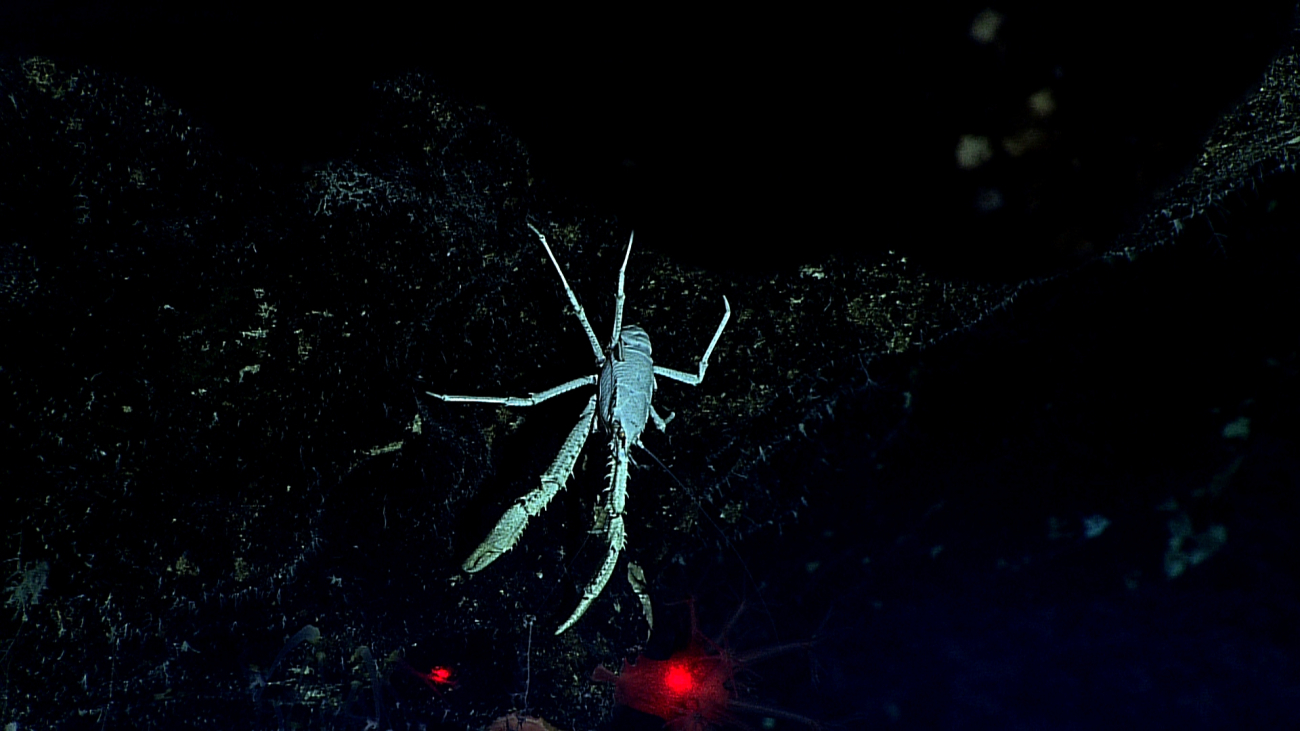 A white squat lobster on a black rock surface