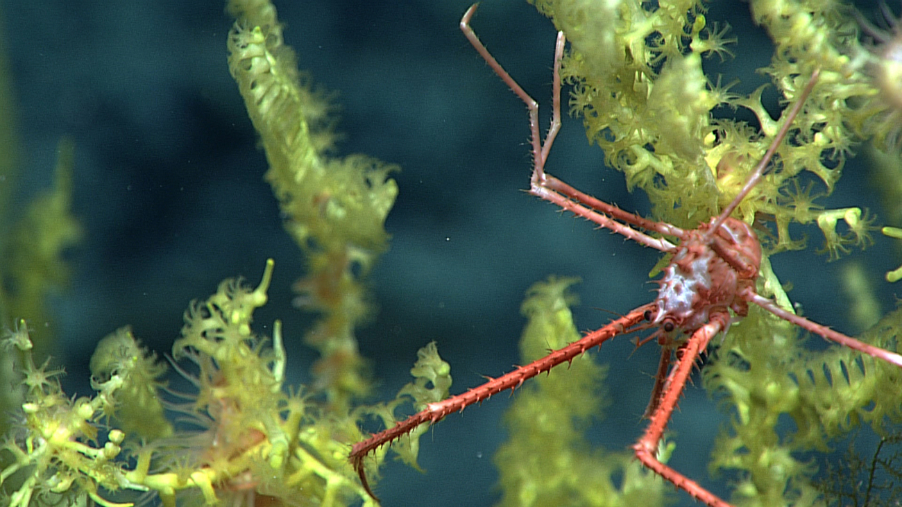 A red and white squat lobster with a somewhat mottled appearance on a yellow-green octocoral bush