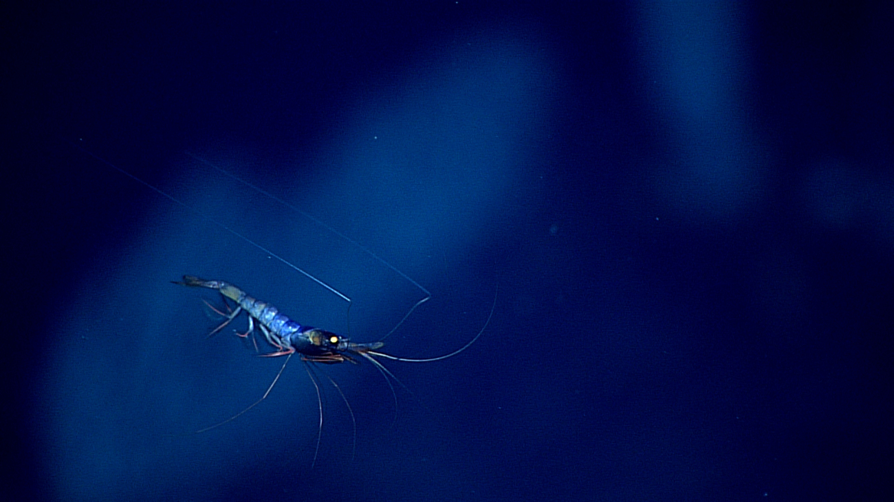 Perhaps an artifact of the lighting, but a shrimp that appears black and blueswimming